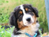 À vendre, un chiot Berger Australien femelle noir tricolore (non LOF)