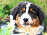 À vendre, un chiot Berger Australien femelle noir tricolore (non LOF)