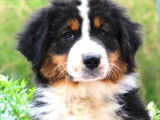 À vendre, un chiot Berger Australien femelle noir tricolore (non LOF)