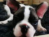 Vente de 3 chiots Bouledogues Fran&ccedil;ais noir et blanc femelles (non LOF)