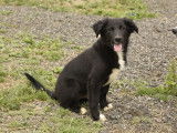 3 chiots Border Collies non LOF disponibles &agrave; la vente