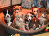 4 chiots croisés Berger Australien et Border Collie à vendre