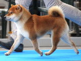 Mise &agrave; la r&eacute;servation de 5 chiots Shiba Inus LOF