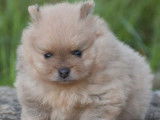 Un chiot Spitz Nain mâle couleur crème LOF à réserver