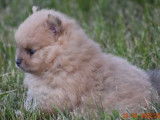 Un chiot Spitz Nain mâle couleur crème LOF à réserver
