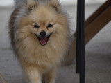 Un chiot Spitz Nain mâle couleur crème LOF à réserver