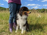 Un chien adulte Berger Australien LOF tricolore de 2 ans à acheter