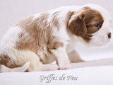 À réserver un chiot mâle Cavalier King Charles LOF
