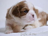 À réserver un chiot mâle Cavalier King Charles LOF