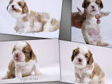 3 chiots Cavaliers King Charles LOF à réserver, 2 femelles, 1 mâle