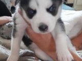 Chiots de race Husky Sib&eacute;rien &agrave; vendre (2 femelles & 1 m&acirc;le)