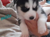 Chiots de race Husky Sib&eacute;rien &agrave; vendre (2 femelles & 1 m&acirc;le)