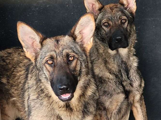 3 chiens Bergers Allemands LOF gris à vendre