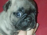 Chiots d'apparence Bouledogue Français à vendre