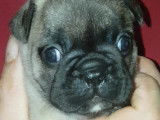 Chiots d'apparence Bouledogue Français à vendre