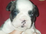 Chiots d'apparence Bouledogue Français à vendre