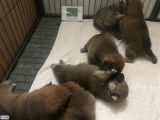 6 chiots Shiba Inu LOF fauves et sésame à vendre