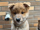 6 chiots Shiba Inu LOF fauves et sésame à vendre