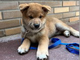 6 chiots Shiba Inu LOF fauves et sésame à vendre