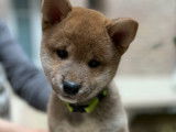 6 chiots Shiba Inu LOF fauves et sésame à vendre