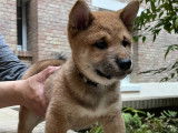 6 chiots Shiba Inu LOF fauves et sésame à vendre