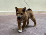 6 chiots Shiba Inu LOF fauves et sésame à vendre