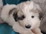 Chiot de race Chien de Montagne des Pyrénées mâle à vendre