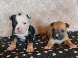 Robustes American Staffordshire Terriers non LOSH : deux femelles et deux m&acirc;les &agrave; r&eacute;server pour juillet 2022