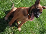 Chiots de type Berger Belge Malinois à vendre (2 femelles & 3 mâles)
