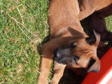 Chiots de type Berger Belge Malinois à vendre (2 femelles & 3 mâles)