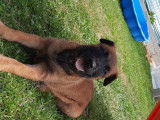 Chiots de type Berger Belge Malinois à vendre (2 femelles & 3 mâles)