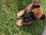 Chiots de type Berger Belge Malinois à vendre (2 femelles & 3 mâles)