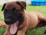 Chiots de type Berger Belge Malinois à vendre (2 femelles & 3 mâles)