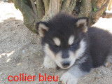 Chiots de race Husky Sibérien à vendre (1 femelle & 3 mâles)