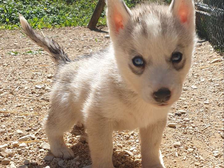 Chiots Huskies Sibériens à vendre (2 Femelles & 4 Mâles)