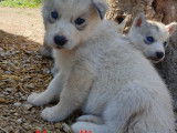 Chiots de type Husky Sibérien à vendre (2 femelles & 4 mâles)