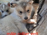 Chiots de type Husky Sibérien à vendre (2 femelles & 4 mâles)