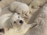 Chiots Berger Blanc Suisse à vendre