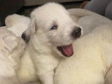 Chiots Berger Blanc Suisse à vendre