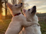 Chiots Berger Blanc Suisse à vendre