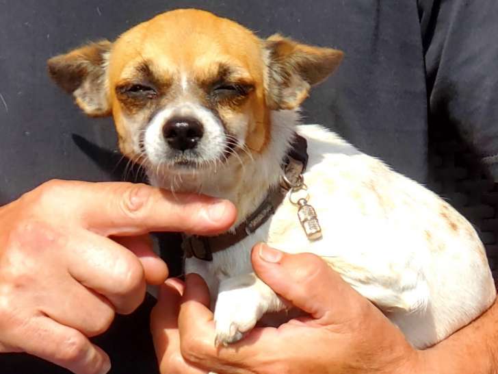 Chihuahua femelle de 2 ans à vendre