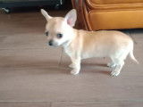 Chiots Chihuahua à vendre