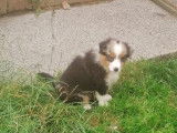 Superbes chiots Bergers Australiens pedigree LOSH : deux femelles et deux m&acirc;les disponibles