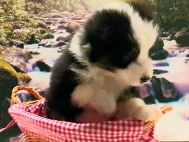 Magnifique chiot Berger Australien pedigree LOSH disponible pour rejoindre son nouveau foyer
