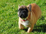 Chiot de race Bouledogue Français femelle à vendre