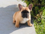 Chiot de race Bouledogue Français femelle à vendre