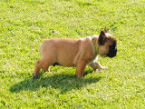 Chiot de race Bouledogue Français femelle à vendre