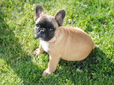 Chiot de race Bouledogue Français femelle à vendre