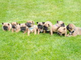 Chiot de race Bouledogue Français femelle à vendre