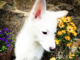 Élégant chiot mâle Berger Blanc Suisse non LOSH attend sa famille